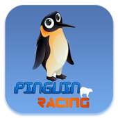 Guide for penguin Bird