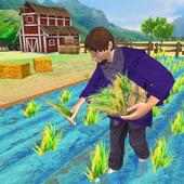 Primitive Farming Machine - Harvesting Rice