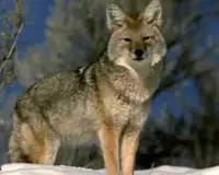 Coyote Jigsaw Puzzles Screen Shot 3