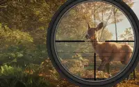 🦌Jungle Sniper Hunter Wild 3D Screen Shot 1