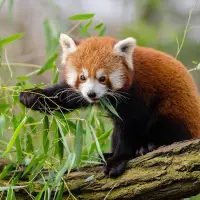 Red Pandas Puzzle Switch FREE Screen Shot 0