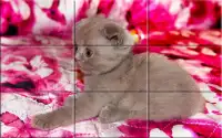 Puzzle - kittens Screen Shot 5