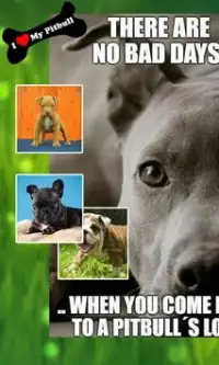 Pitbull Game Jigsaw Puzzle - New Dog Game App Screen Shot 4