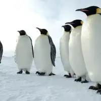 Penguins Jigsaw Puzzles Screen Shot 3