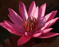 Lotus Flower Jigsaw Puzzles Screen Shot 4