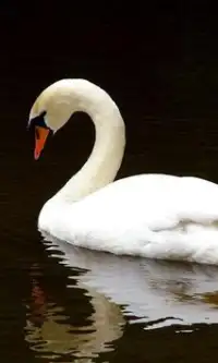 Swan quebra-cabeças Screen Shot 2