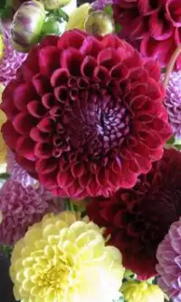 Chrysanthemum Flowers Puzzle Screen Shot 0