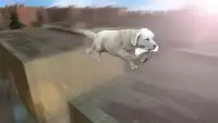 Dog Stunts & Simulator 3D - Game Anjing Gila Screen Shot 3