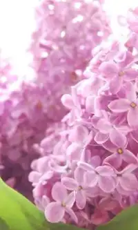 Fleurs Lilas Jigsaw Puzzle Screen Shot 0