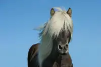 Beautiful Horses Jigsaw Puzzles 🐴 Screen Shot 3
