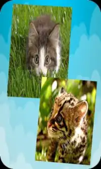 Animal Puzzles Screen Shot 3