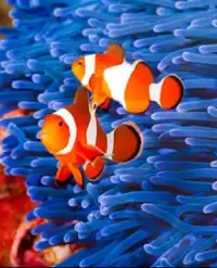 Find Nemo fishs puzzle games Screen Shot 1