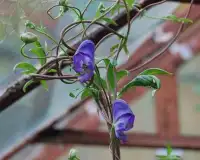 Monkshood फूल पहेली खेल Screen Shot 4