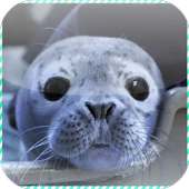 Seal Jigsaw Puzzles