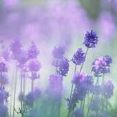 Lavendel-Blumen-Puzzle Spiel