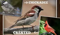 Educational Game Real Birds Screen Shot 2