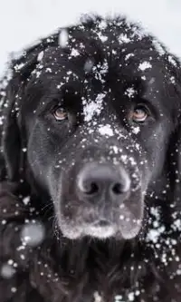 犬の写真ジグソーパズル Screen Shot 2