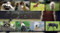 Animals Sounds - application pour enfants Screen Shot 1