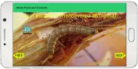Maize Pests and Diseases Screen Shot 2