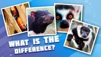 4 pictures 1 odd: animals, pets, who is differ? Screen Shot 4