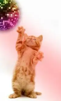 Funny cats Dancing and playing Screen Shot 6