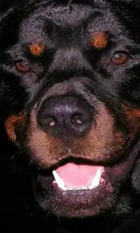 Rompecabezas de Rottweilers Screen Shot 0