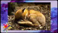 Jigsaw Puzzles Foxes Screen Shot 1