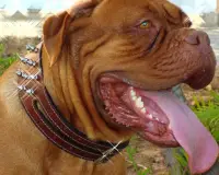 Dogue de Bordeaux Jigsaw Puzzl Screen Shot 4