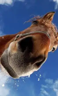 Funny Horses Jigsaw Puzzles Screen Shot 0