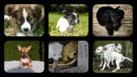 Puppy Jigsaw Puzzles Screen Shot 0