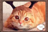 Bonito Gatos quebra-cabeças Screen Shot 1