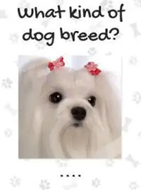 Dog Breeds Quiz Screen Shot 11