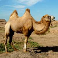 Camels Jigsaw Puzzles