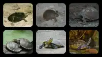Turtle Jigsaw Puzzles Screen Shot 0
