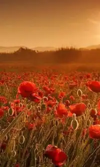 Poppy Flowers Jigsaw Puzzle Screen Shot 0