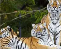 Best Tigers Jigsaw Puzzles Screen Shot 4