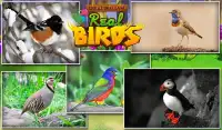 Educational Game Real Birds Screen Shot 4