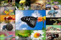 퍼즐 경기 곤충과 - 어린이 및 성인 대상 🐞 Screen Shot 0