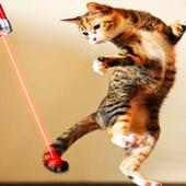 Laser Pointer Simulator Cat