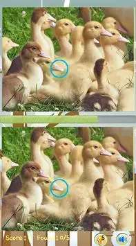 Find Difference Game Duck Screen Shot 0