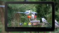 4K Garden Birds Video Live Wal Screen Shot 4