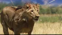 Real Lion Simulator 2017 Screen Shot 0