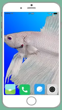 Fish Full HD Wallpaper Screen Shot 4