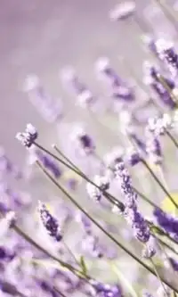 Flores de lavanda puzzles Screen Shot 2