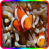Find Nemo fishs puzzle games
