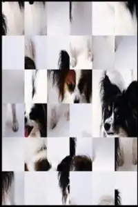Cute dog Puzzle A5 Screen Shot 0
