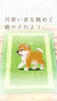 癒しの子犬育成ゲーム〜柴犬編〜 Screen Shot 9