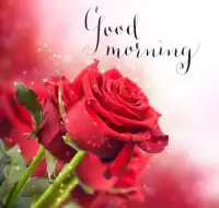 Good morning Flower Images Colorful Roses 4K Screen Shot 4