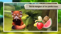 Mio panda rosso  - Una tenera simulazione animale Screen Shot 2