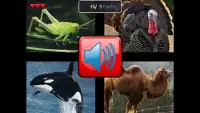 What Animal is it Screen Shot 1